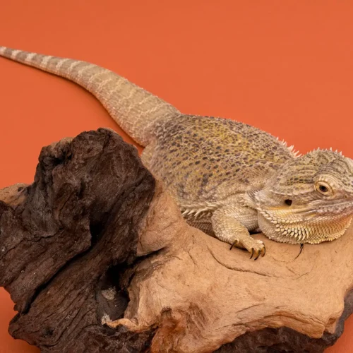 high-angle-iguana-sitting-piece-wood-with-copy-space copy